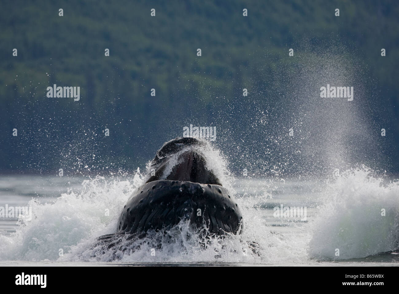 Humpback whale bubble nets hi-res stock photography and images - Alamy