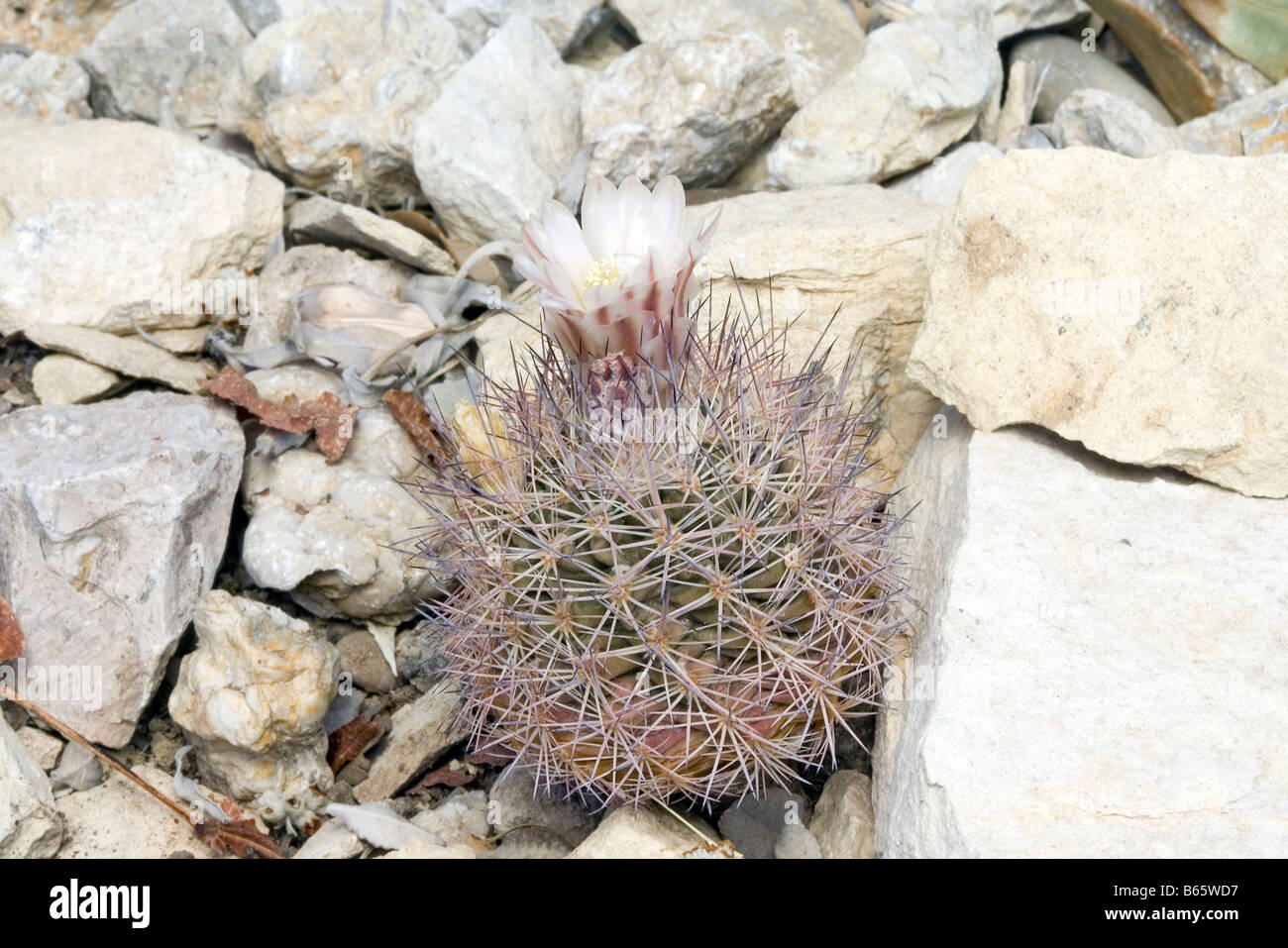 Wovenspine Pineapple Cactus Echinomastus intertextus var dasyacanthus Stock Photo