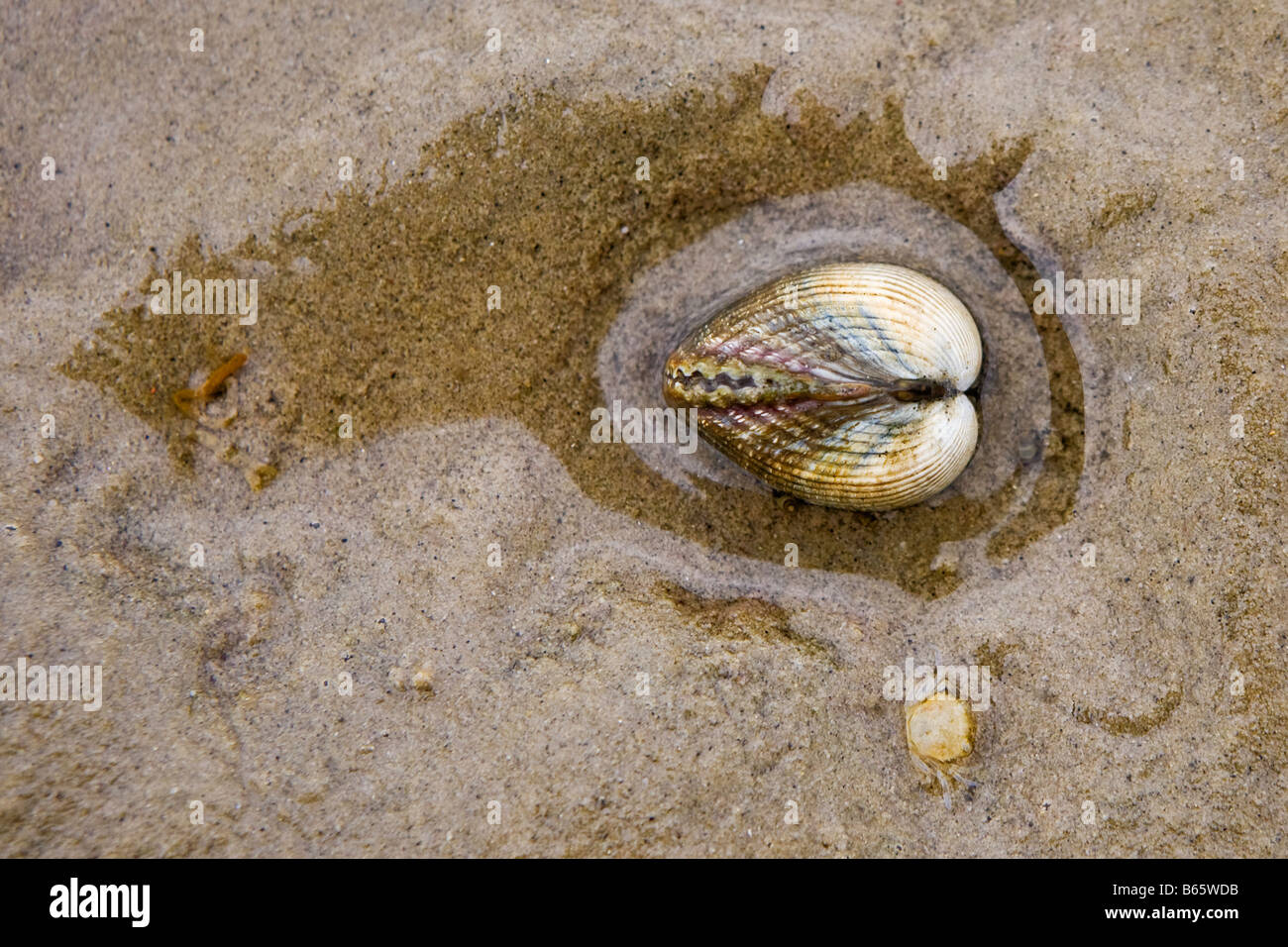 A cockle washed ashore on the English coast Stock Photo
