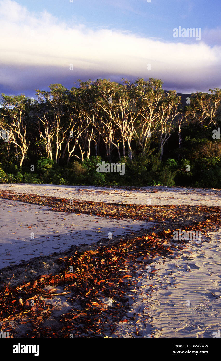 A pattern of leaves formed along the shore of Noah Creek with a stand of Melaleuca Gum trees in the distance Stock Photo