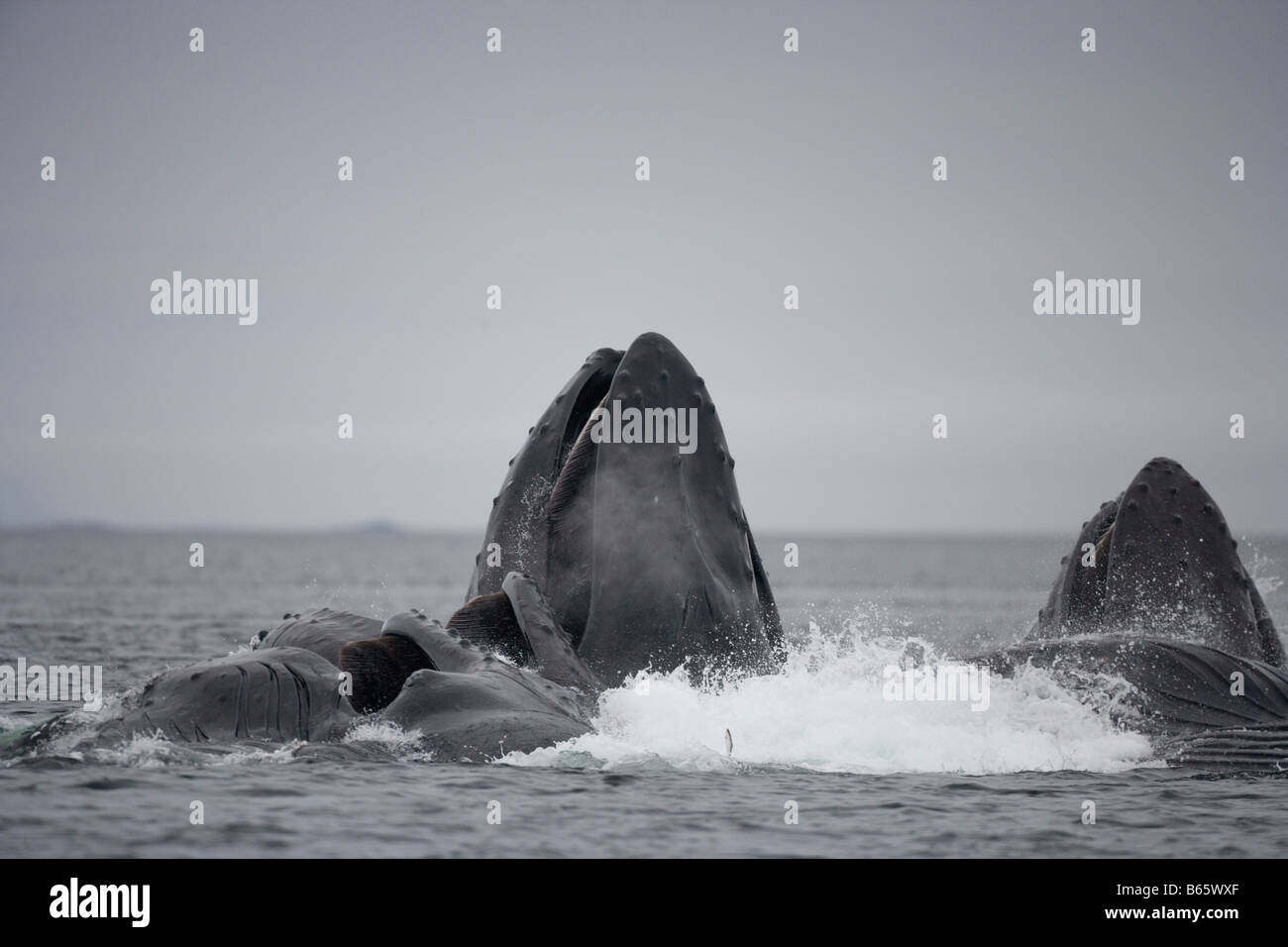 Humpback whale bubble nets hi-res stock photography and images - Alamy