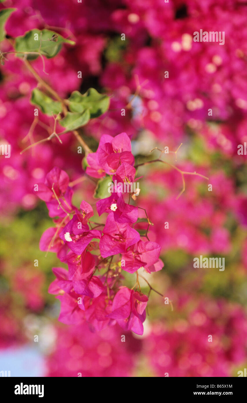 Selective focus on blooming deep pink bougainvillea Stock Photo