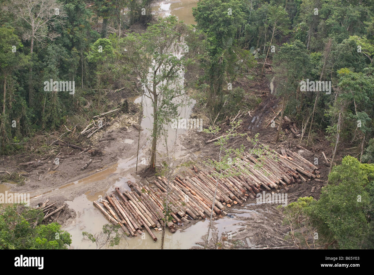 logging pond of felled tress in Paradise Forest, Papua New Guinea Stock Photo