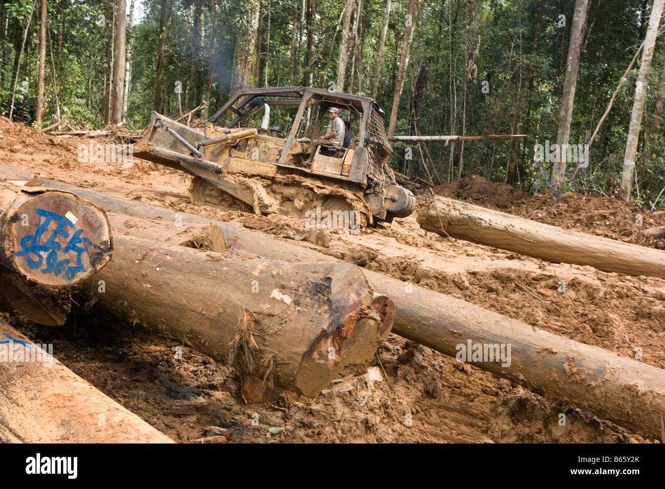 loggers bulldozing through the forest to extract trees which had been felled, Paradise Forest, Papua New Guinea Stock Photo