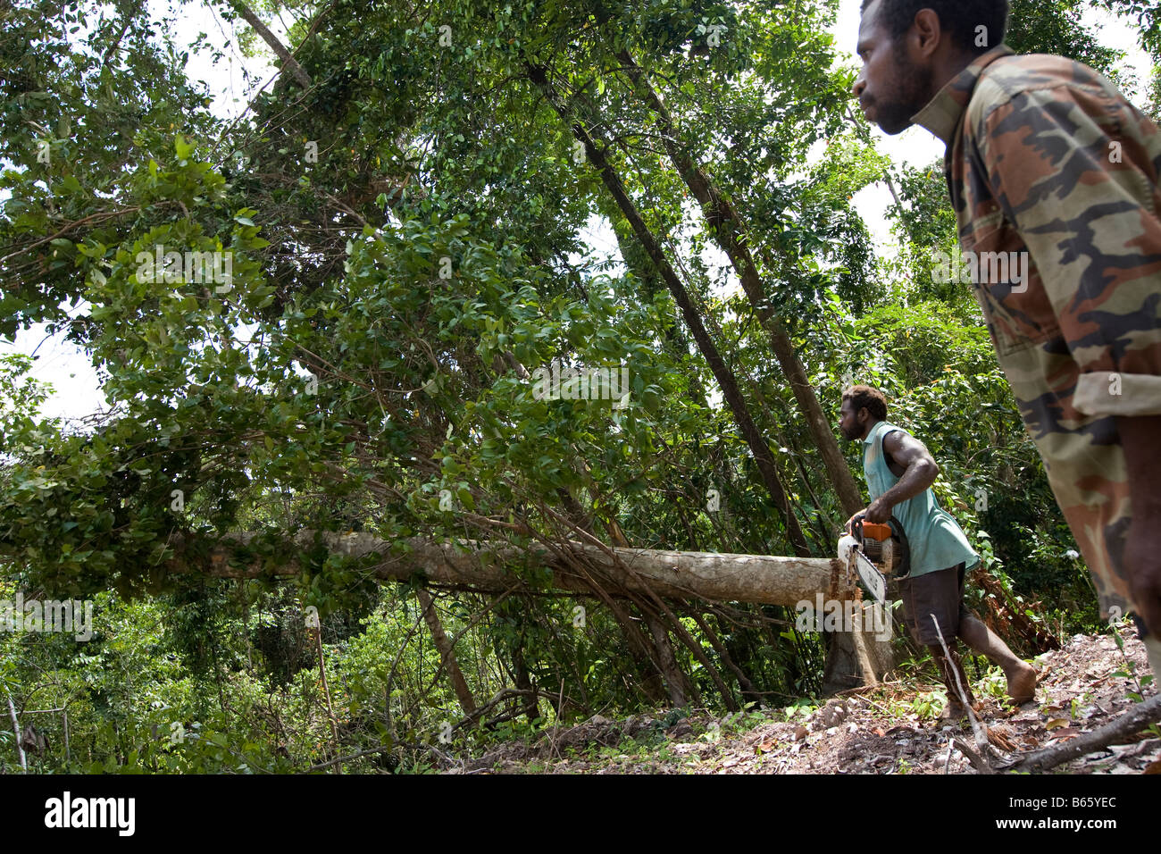 Logging in East New Britain Island, Papua New Guinea, Monday 22nd