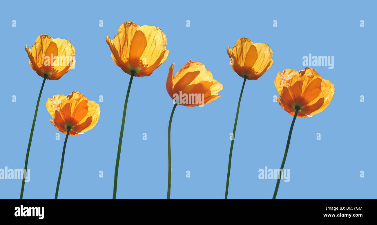 Yellow poppies hi-res stock photography and images - Alamy