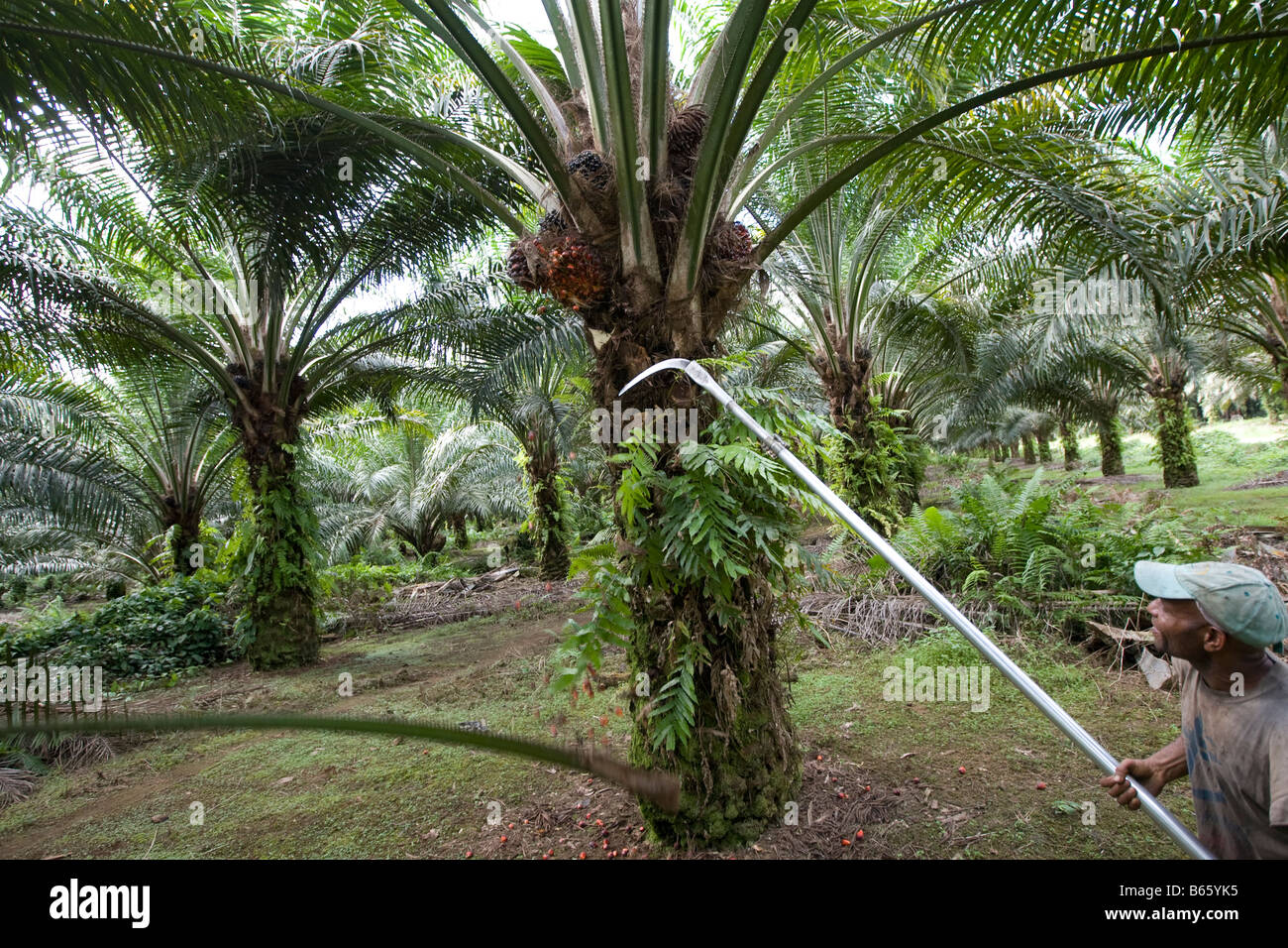 Workers cutting and collecting palm oil fruits on palm oil plantation, West New Britian Island, Papua New Guinea Stock Photo