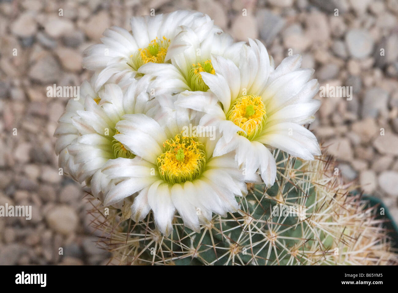 live succulents near me Sempervivum Calcareum