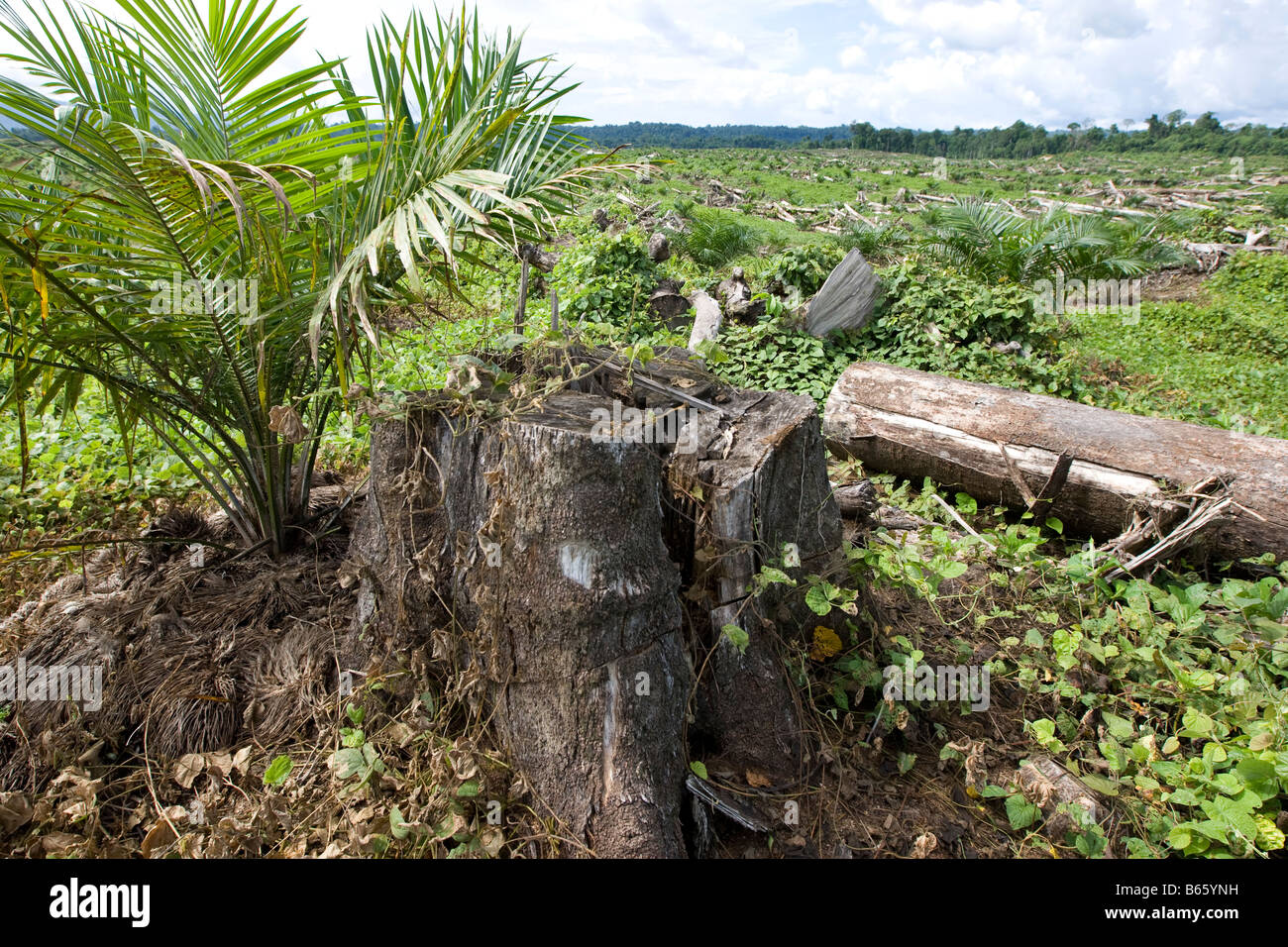 Recently felled natural forest trees lay amongst the newly planted palm oil trees on an oil palm plantation, Papua New Guinea Stock Photo