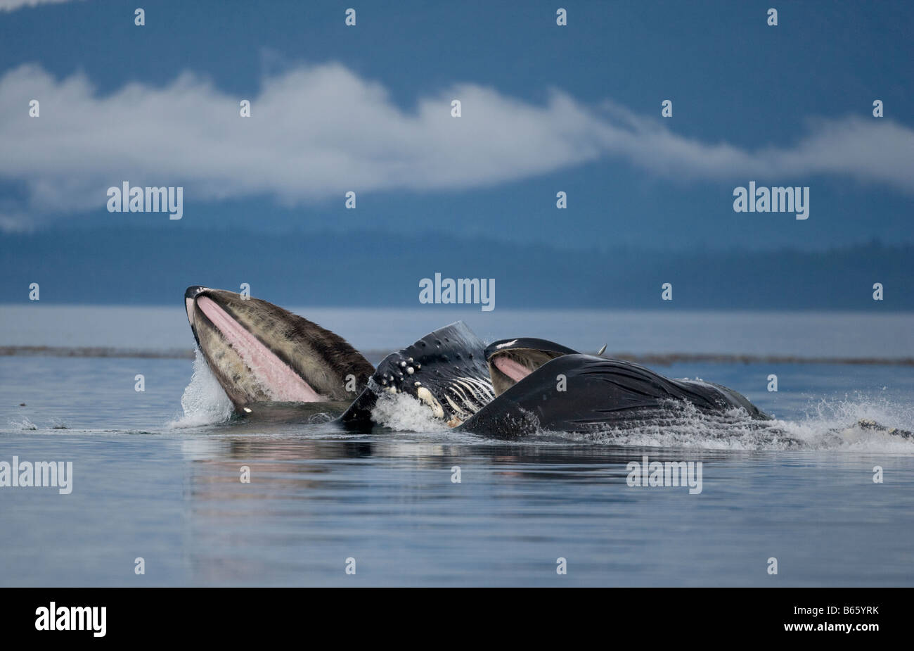Schools of fish whale High Resolution Stock Photography and Images Alamy