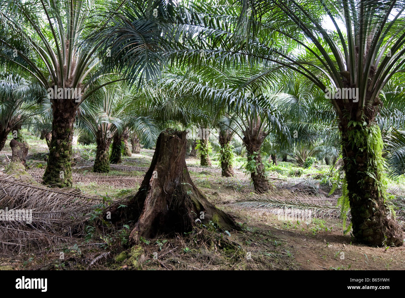 High Conservation Value Forestry area which has been felled and became a palm oil plantation, West New Britain Island, PNG Stock Photo