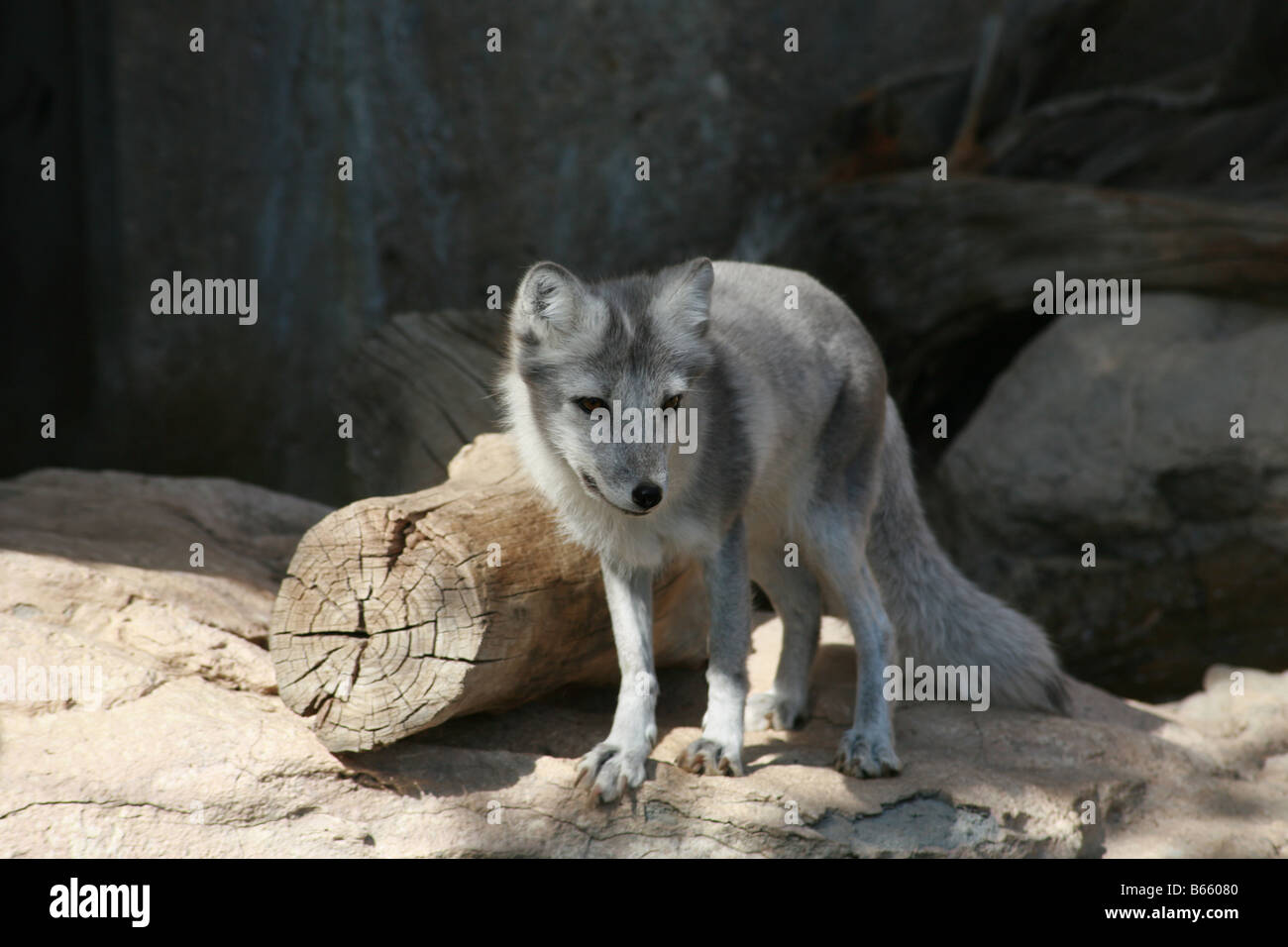 Arctic gray fox Stock Photo