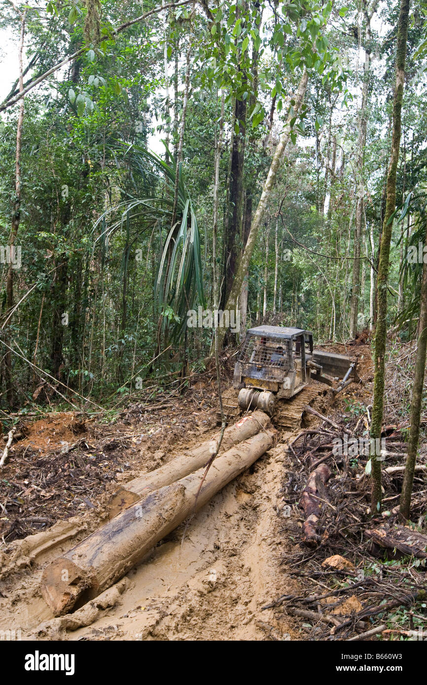 loggers bulldozing through the forest to extract trees which had been felled, Paradise Forest, Papua New Guinea Stock Photo