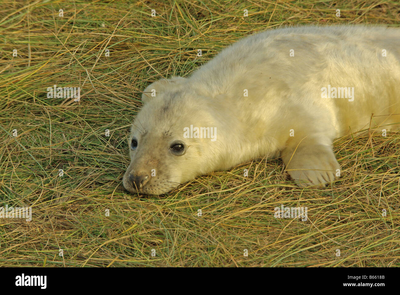 Grey Seal pup, Halichoerus grypus. Stock Photo