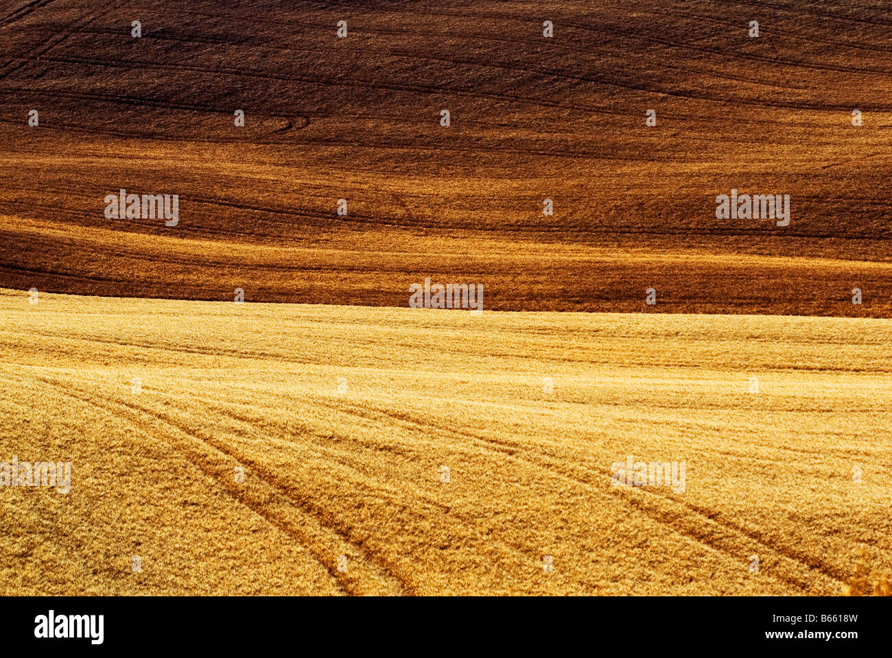 field of ripe wheat in Tuscany in italy Stock Photo