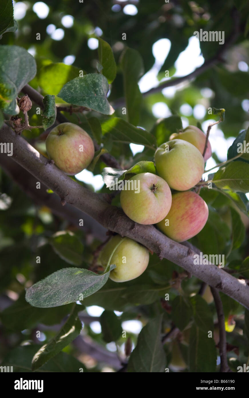 Middle eastern tree hires stock photography and images Alamy
