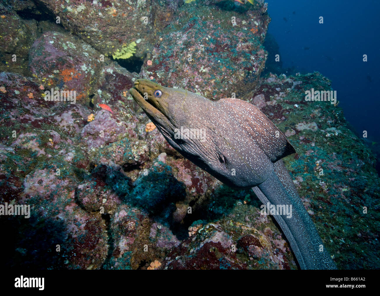 moray eel vs wolf eel moray eel vs wolf eel