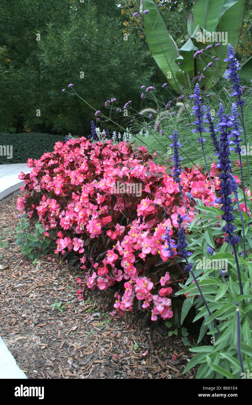 Flowers in a well maintained garden Stock Photo