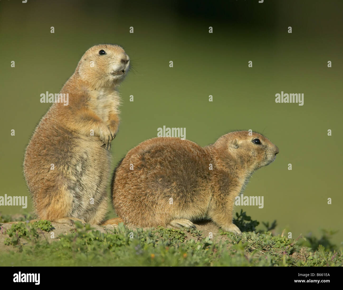 Two Black-tailed Prairie Dogs (Cynomys ludovicia) outside of their burrow. Stock Photo