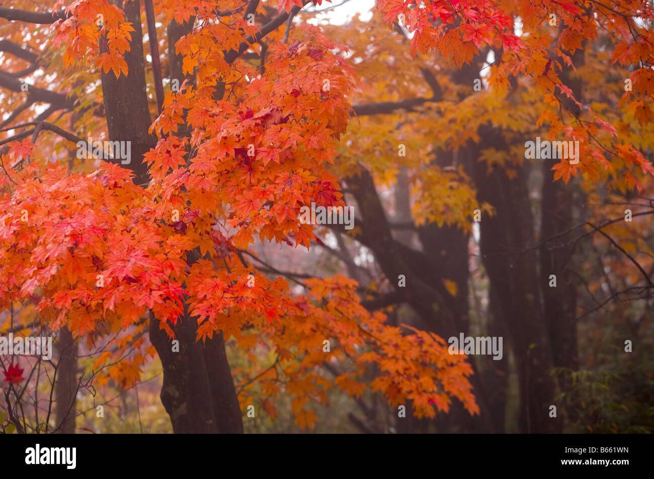 Autumn colored maple trees in forest Stock Photo