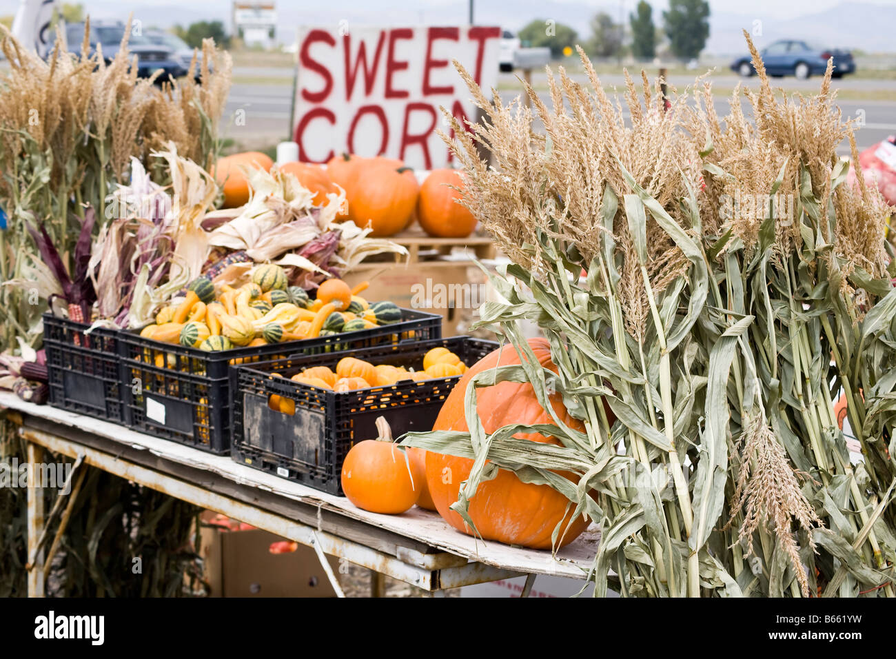 Farmers market selling corn and pumpkins Stock Photo - Alamy