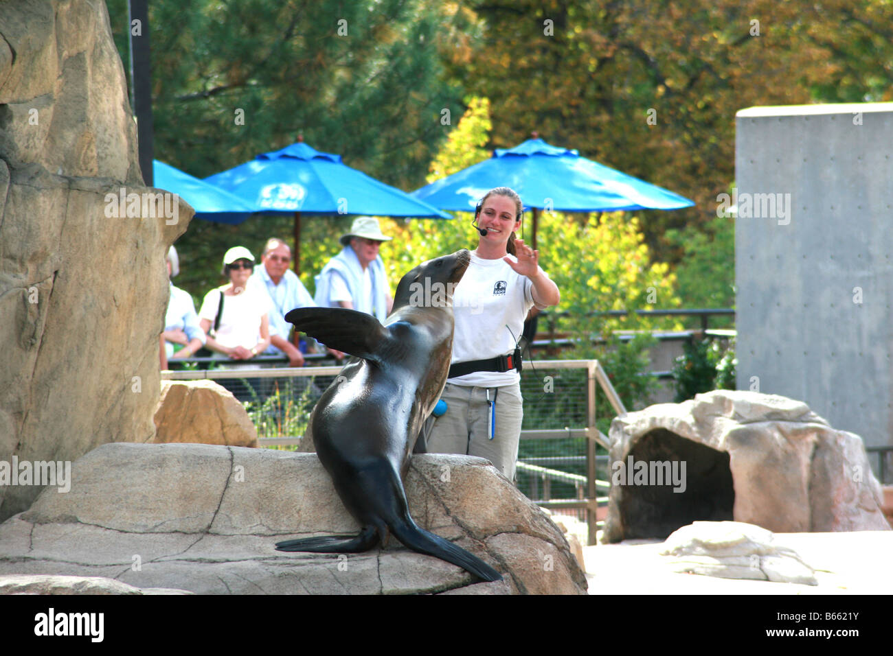 Animal trainer with a seal at the Denver Zoo Stock Photo Alamy
