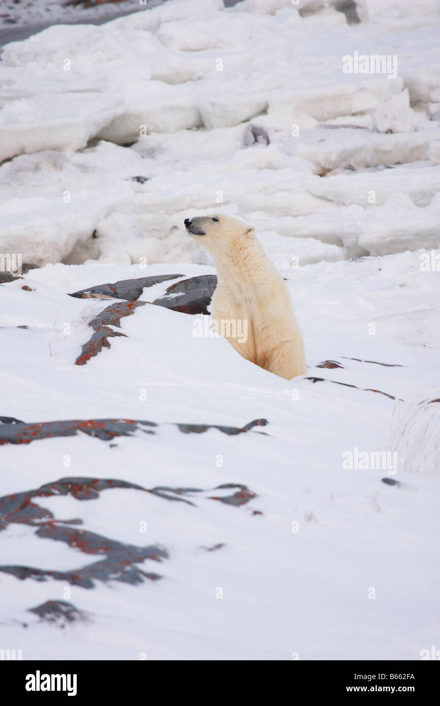 Polar Bear smelling the air in front on pack ice Stock Photo