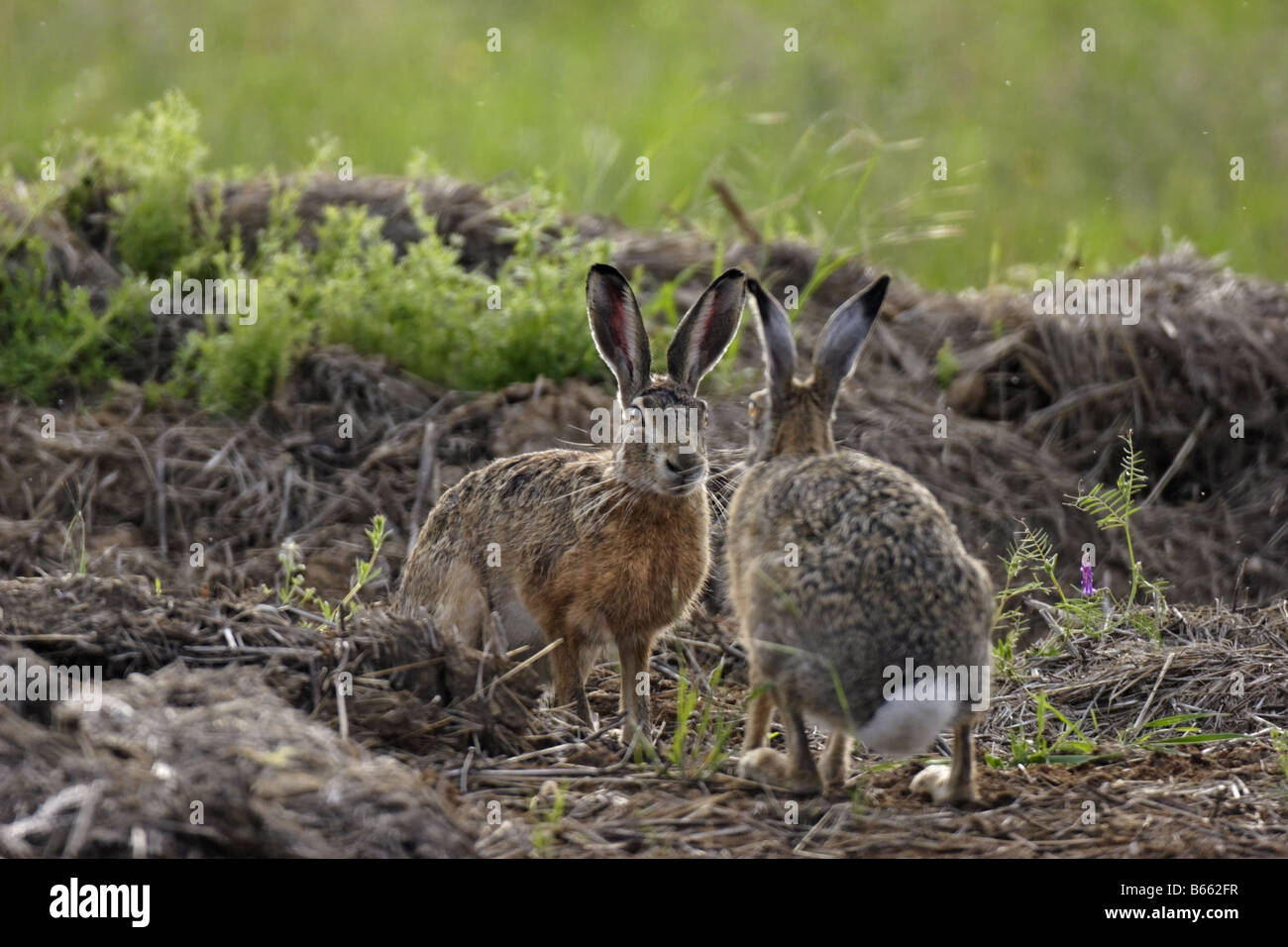 Hase Feldhase lepus europaeus hare rabbit Stock Photo