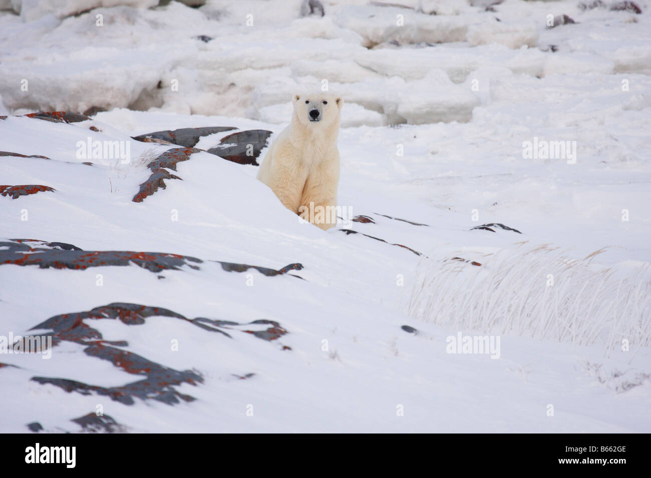Polar Bear looking at camera on rocks in front of pack ice Stock Photo