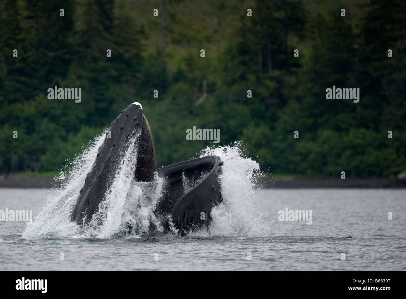 Humpback whale bubble nets hi-res stock photography and images - Alamy