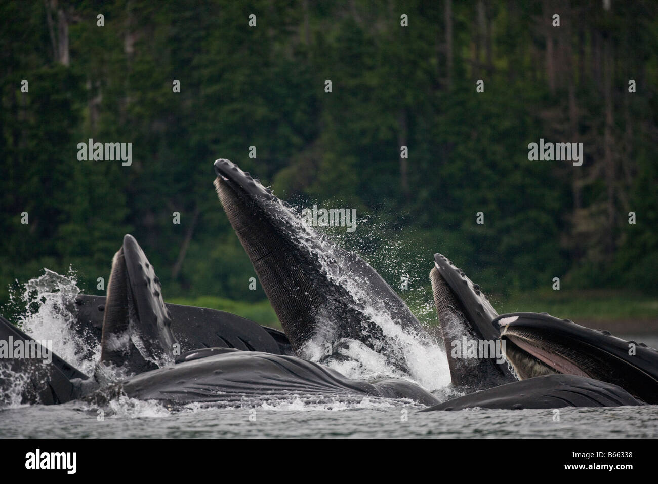 Humpback whale bubble nets hi-res stock photography and images - Alamy
