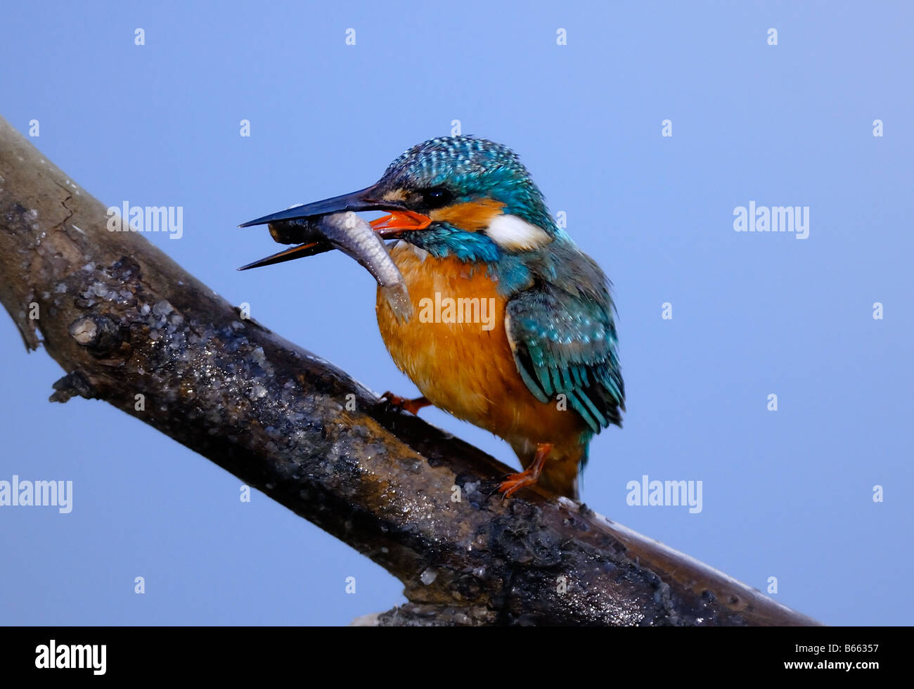 Kingfisher (Alcedo atthis) with fish Stock Photo