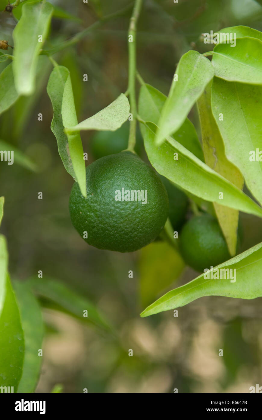 Lebanese tree hires stock photography and images Alamy