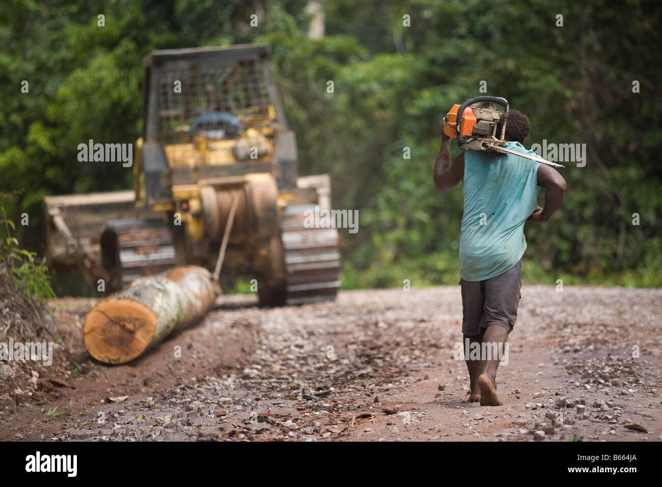 Logging In Png Rainforest forest tree trees papua new guinea hi-res stock photography ...