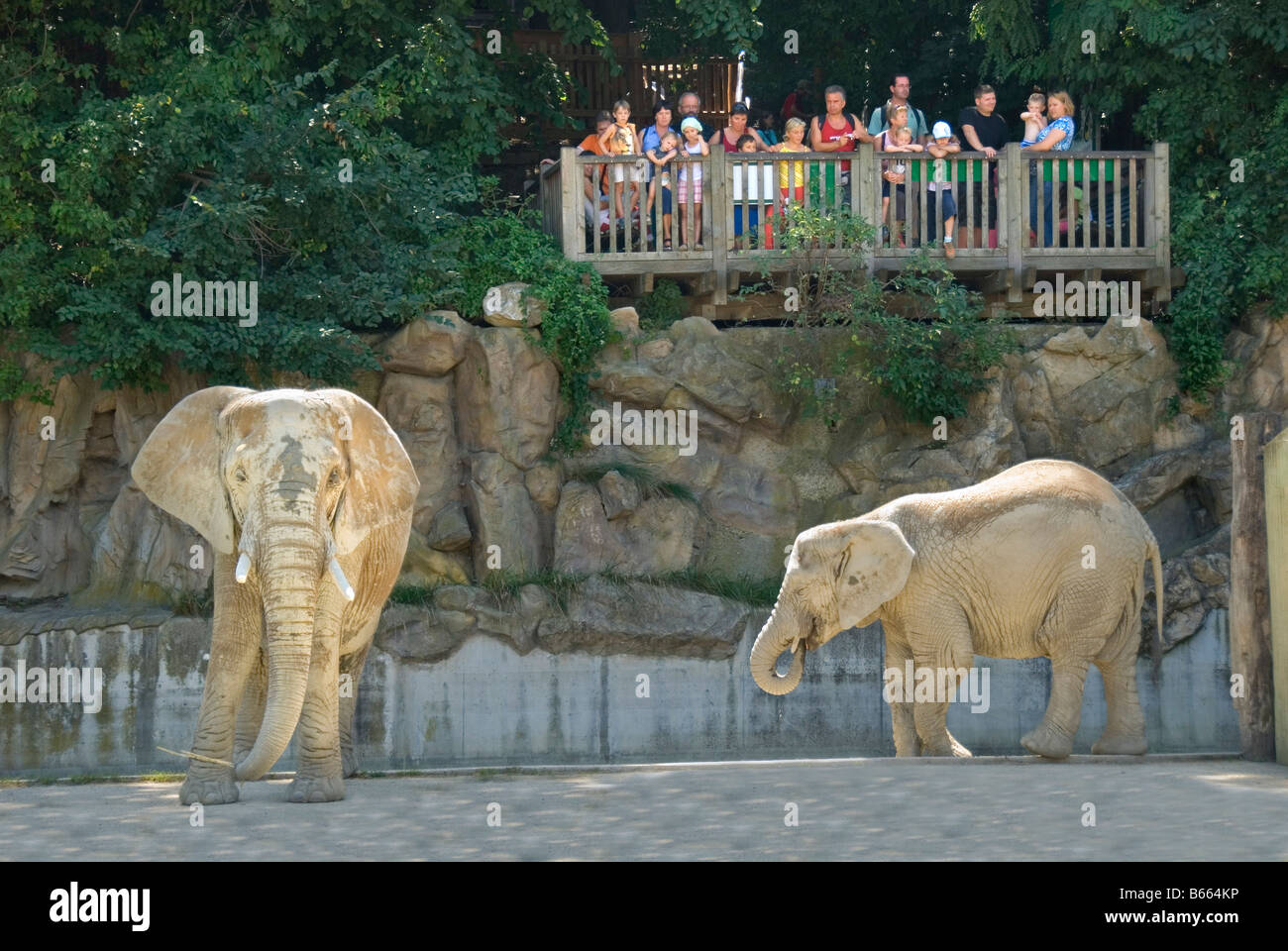 African Bush Elephant (Loxodonta africana), visitors, platform, zoo, Schoenbrunn, Vienna, Austria, Europe Stock Photo