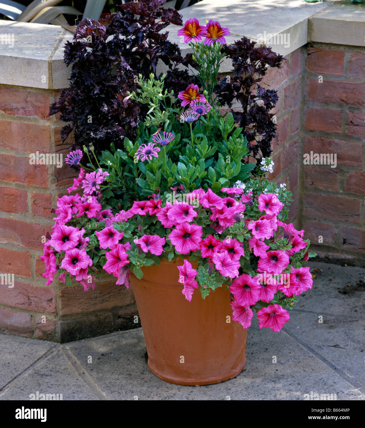 Patio container with miixed summer planting Stock Photo