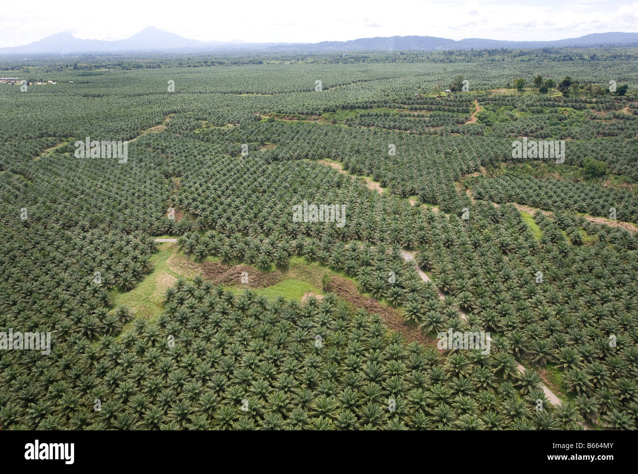 New Britain Oil Palm Limited palm plantation, near Kimbe, West New Britain Island, Papua New Guinea, Wednesday 24th September 20 Stock Photo