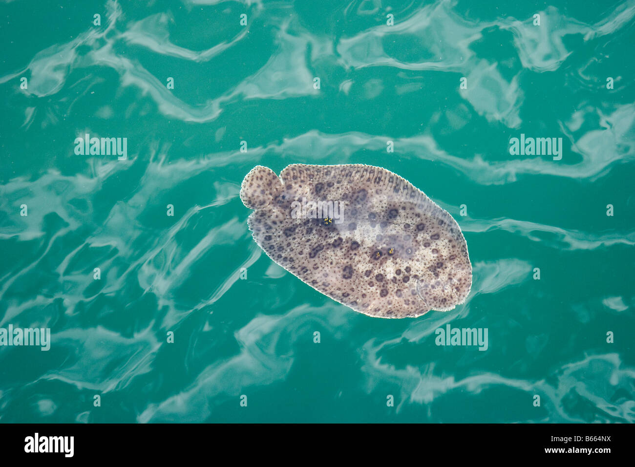 Oman Musandam peninsula Dead fish & oil spill Stock Photo