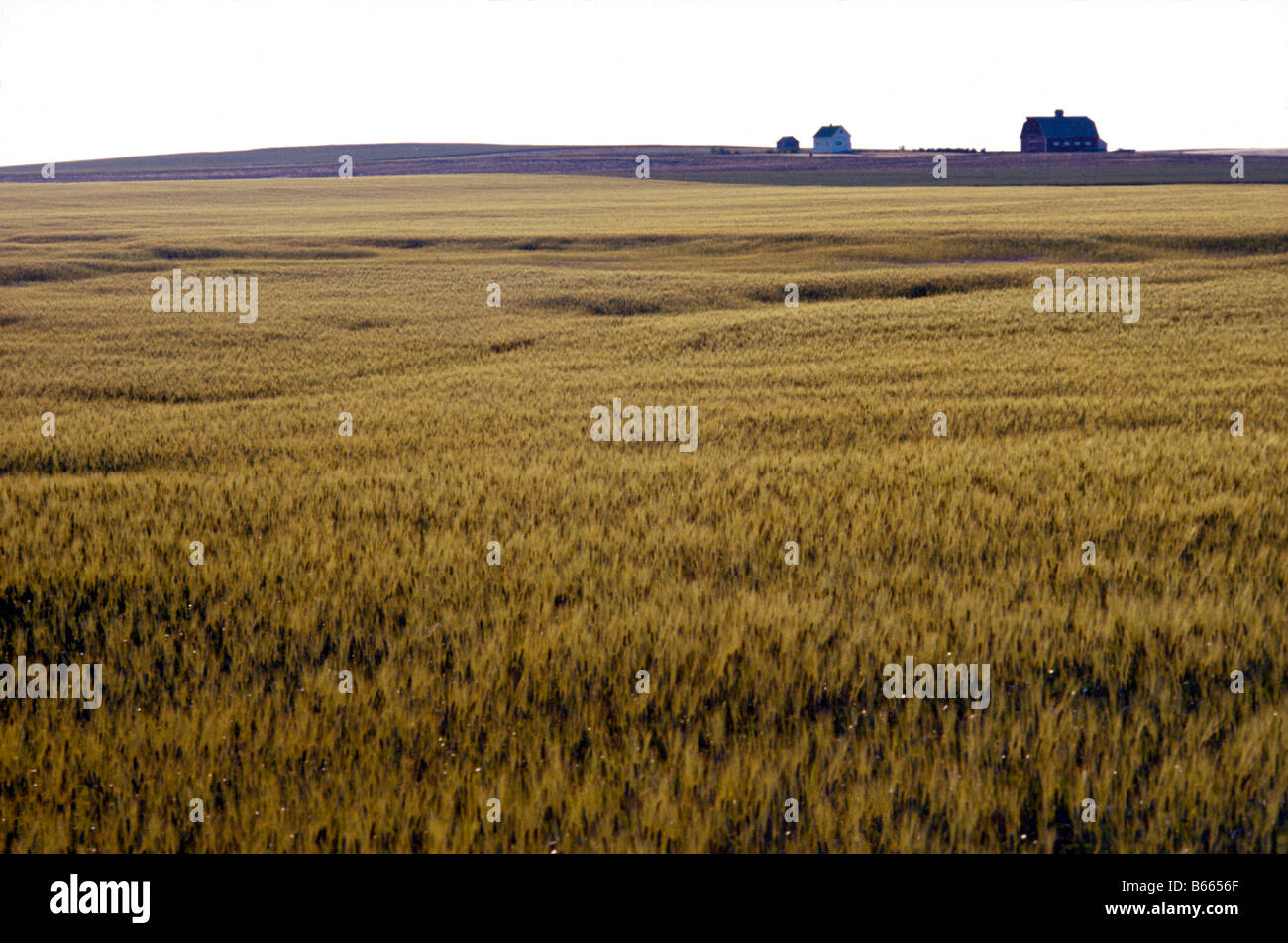 Wheat Field in Saskatchewan Canada Stock Photo Alamy