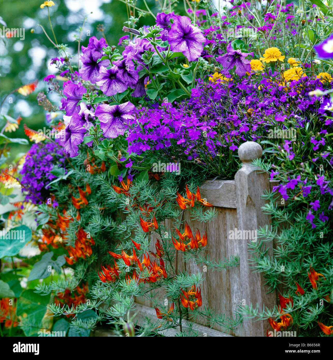 Summer planted wooden container Stock Photo