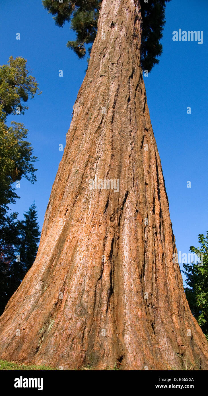 Giant Redwood Sequoiadendron giganteum Stock Photo