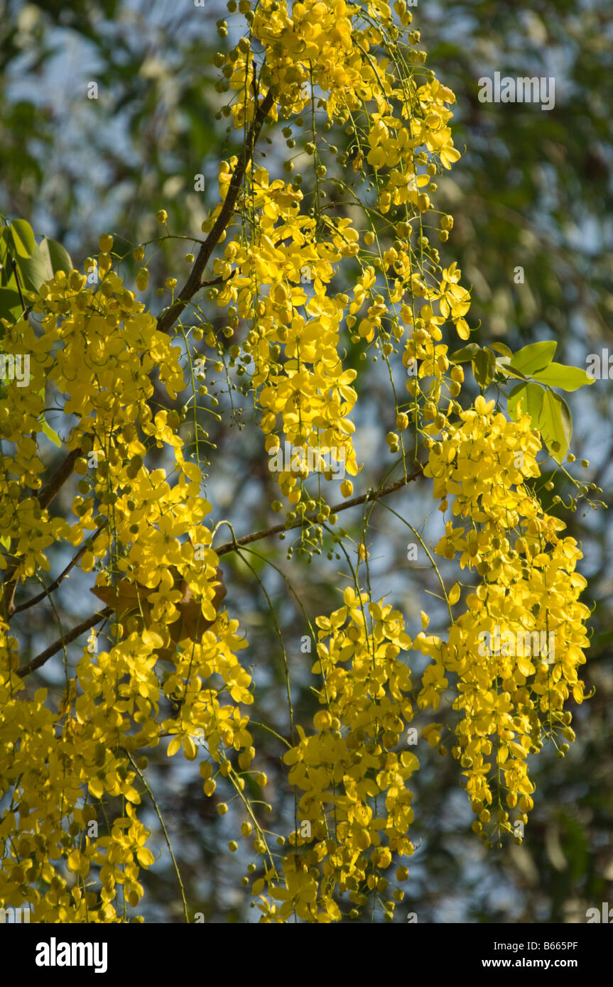Golden Shower Tree (Cassia or Senna) flowers backlit Cooinda Northern Territory Australia September 2008 Stock Photo
