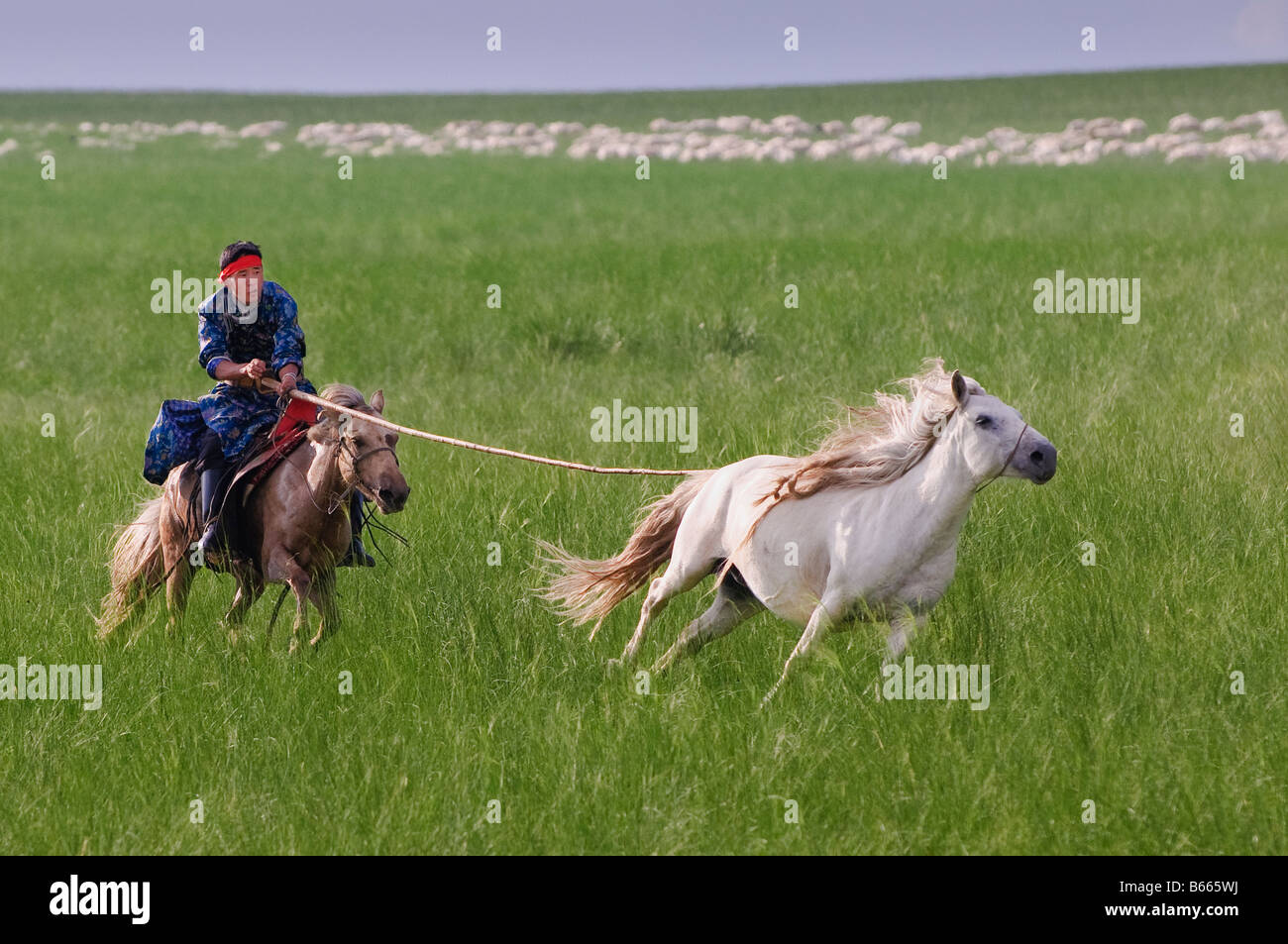 Grasslands herdsman on horseback catches horse with rope and pole urga Xilinhot Inner Mongolia China Stock Photo