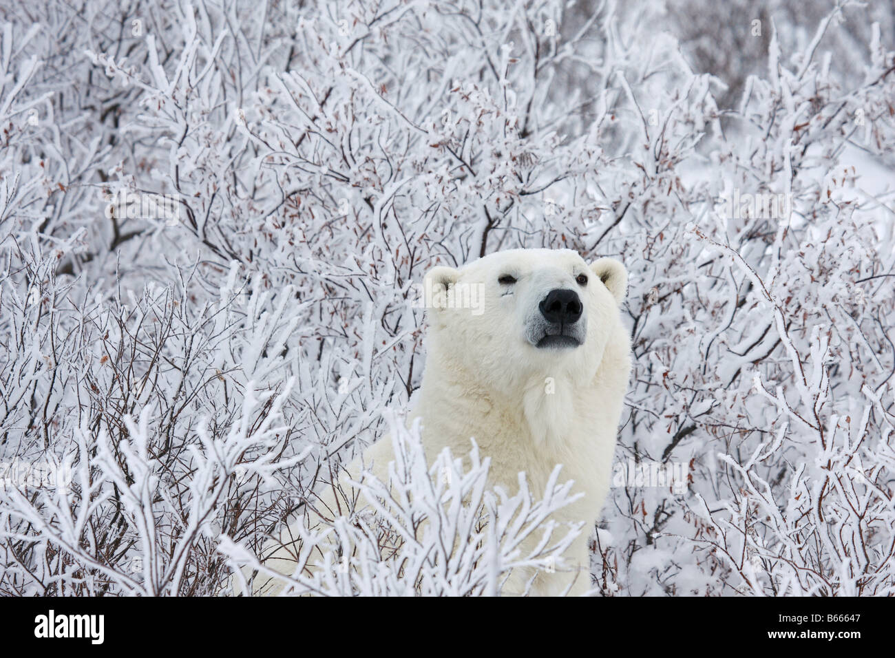 Polar Bear In the frosty willow Stock Photo