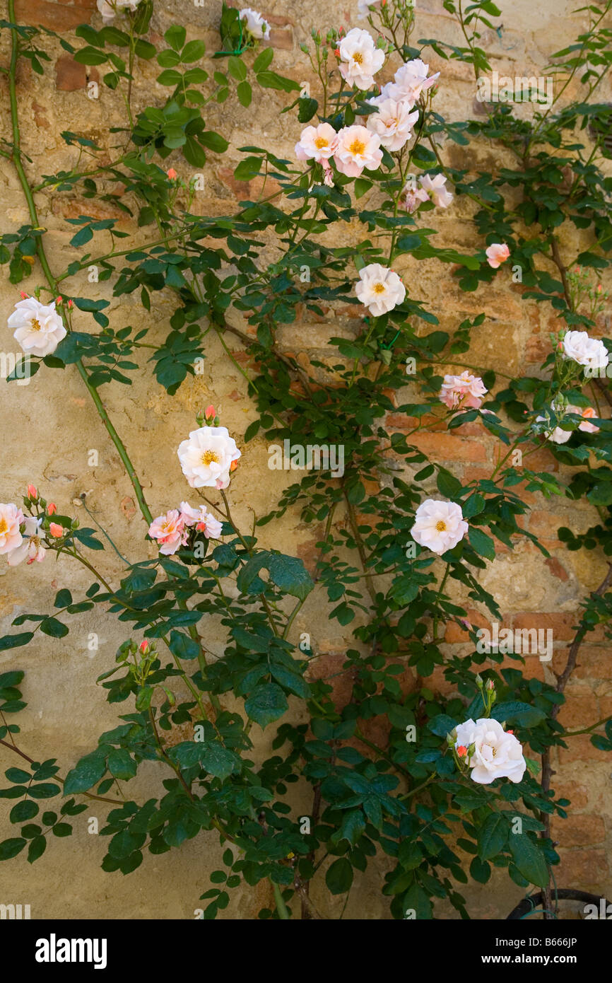 Climbing rose against wall hi-res stock photography and images - Alamy