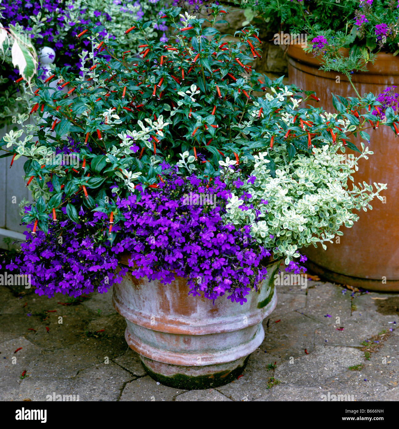 Summer flowering planted Antique terracotta pot Stock Photo