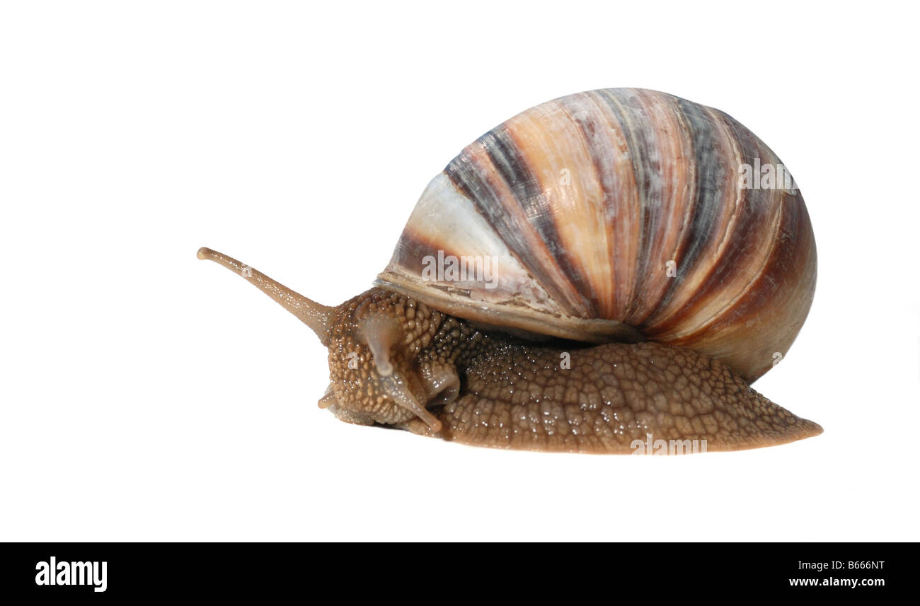 Snail A photo close up snail With detailed study of a structure of a