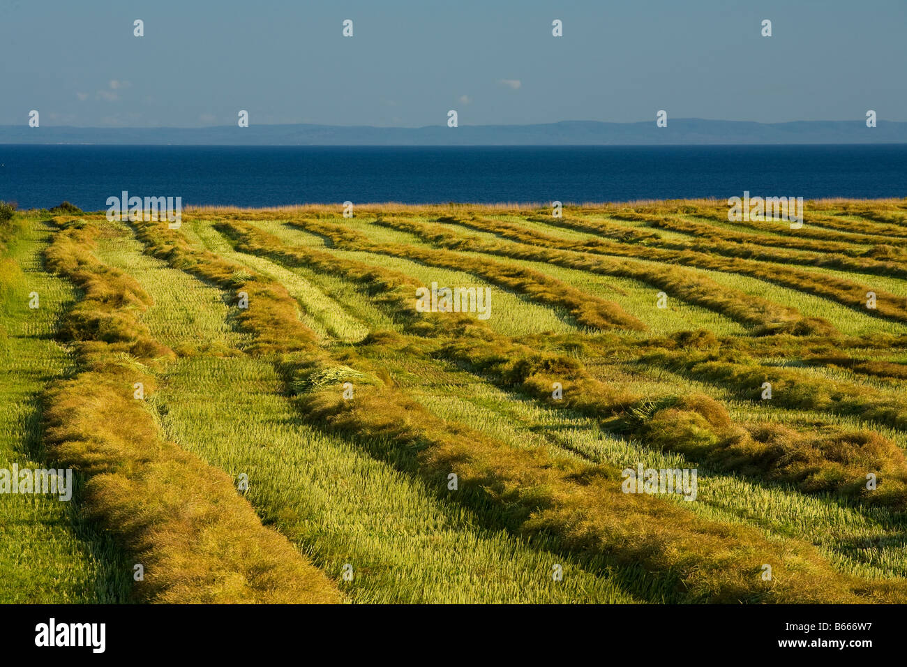 windrows of straw in field after crop harvest, Guernsey Cove, Prince Edward Island Stock Photo