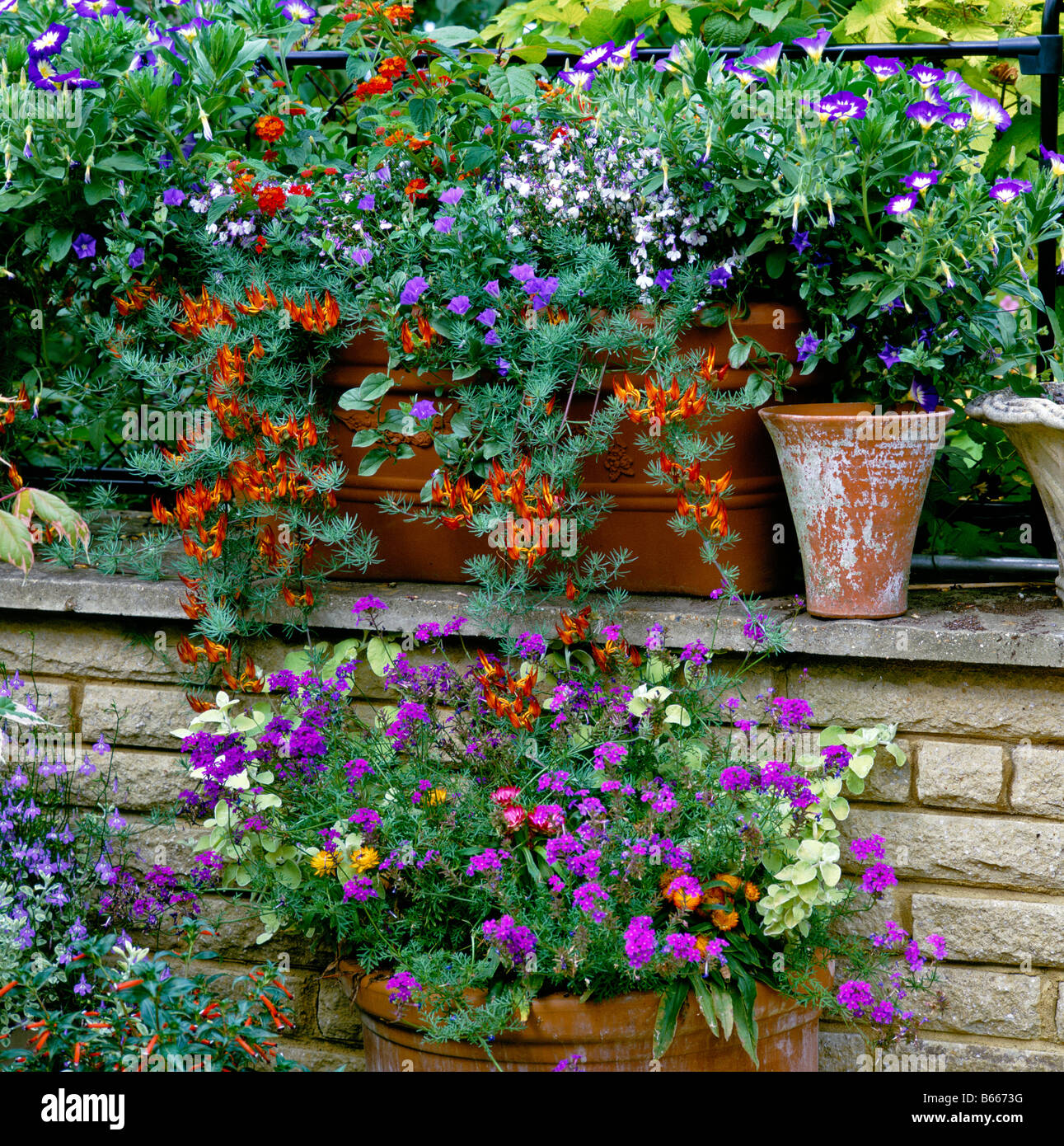 Planted containers on patio wall Stock Photo