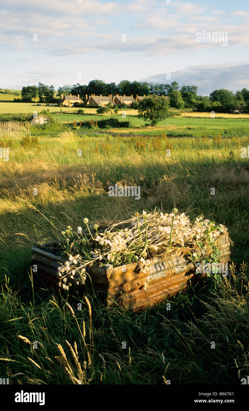Old compost heap going to seed from discarded onions, Wiltshire, UK. Stock Photo